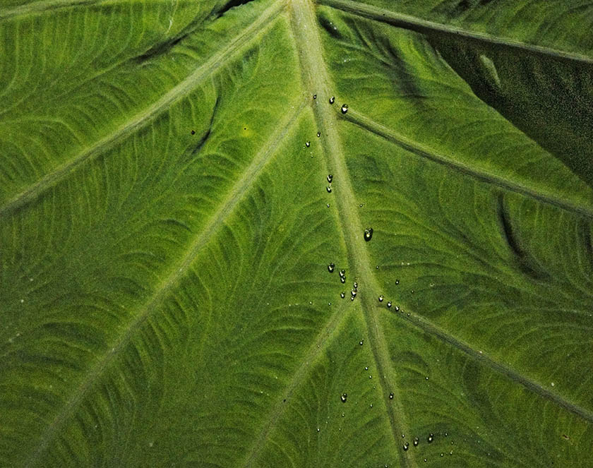 FL49