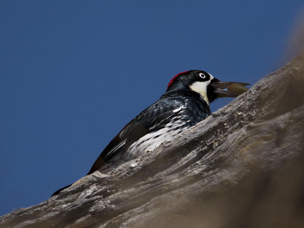 Acorn Woodpecker
