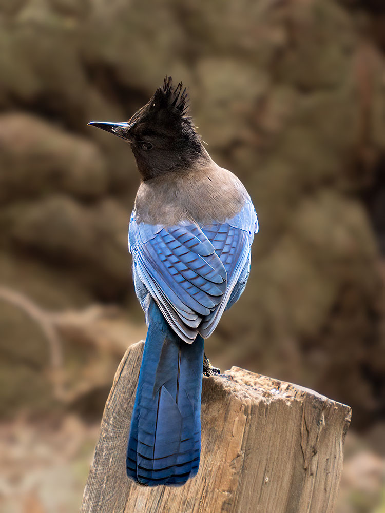 _B003179croofm.jpg