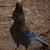 _B003182croofm.jpg