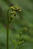 _B003185-6rotcroofm.jpg