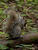 _B003365croofm.jpg