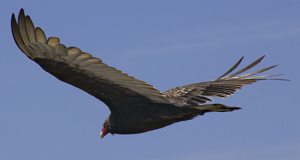 CRW 1183croofm