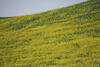  A004128croofm