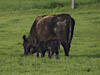  A004181croofm