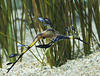  MG 8823cria