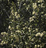  MG 0134cria60