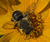 _8030232croofm.jpg