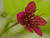  MG 0821cria
