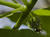  MG 0866cria