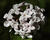  MG 0884cria