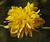  MG 0921crii