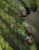  MG 0979crb