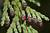  MG 0979crii