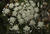 MG 6677cria