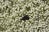  MG 6692-93cria