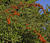 IMG 0008ia