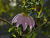 IMG 0011ia