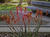 IMG 0017rotcr