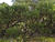 IMG 0037acria