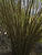 IMG 0038acria