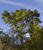 IMG 0055acrcria