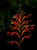  1160406oofm