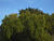 IMG 0051oofm