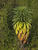 IMG 0055oofm