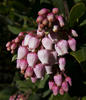 IMG 0201croofm