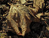 SAM 0770coof15r