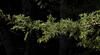 SAM 0771croof20
