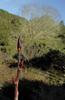 SAM 0785croof30m