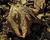 SAM 0770coof15r