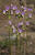  MG 5496croof40m