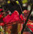  MG 5728croofm
