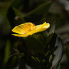  A  0402cr