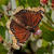  A  0389-90croofm