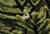 SAM 0826croofm