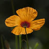  A004632cr