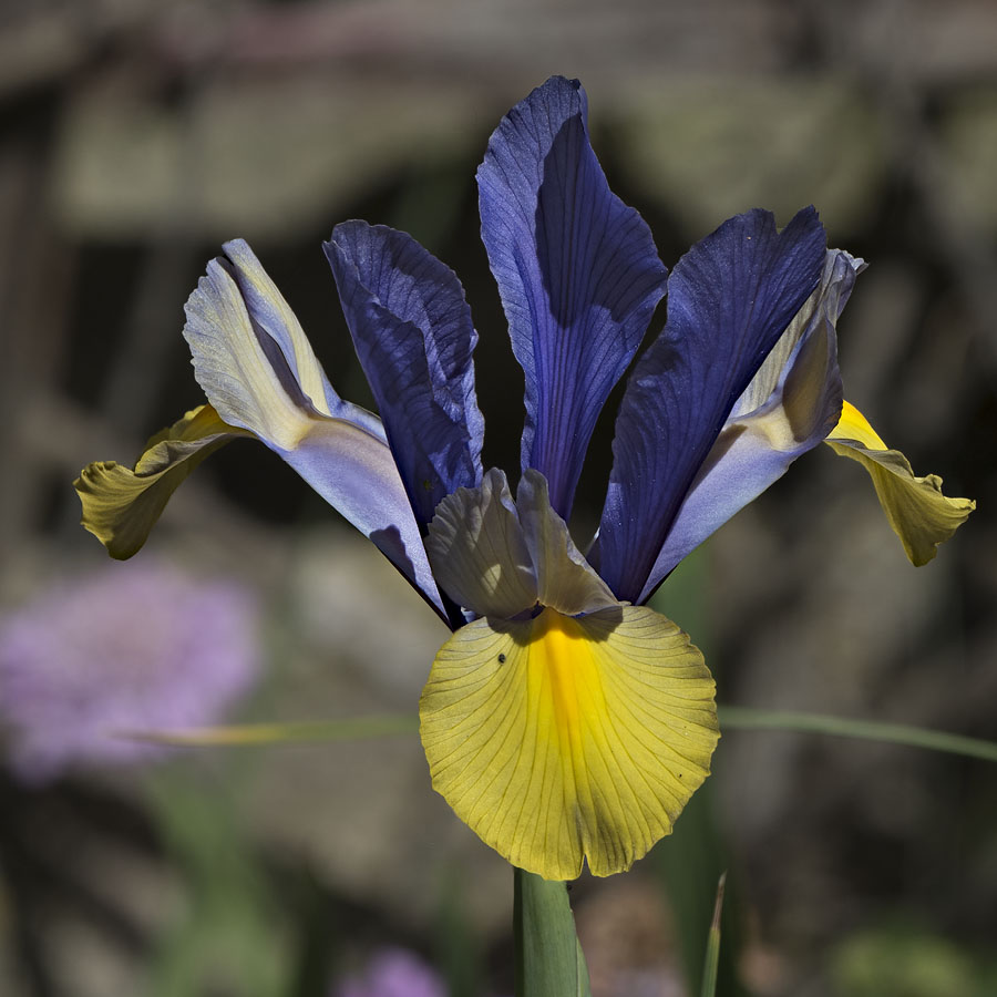  A004568-59croofm