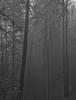 IMG 0223crBWdef