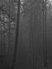 IMG 0223crBWmaxB