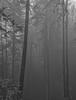 IMG 0223crBWmaxW