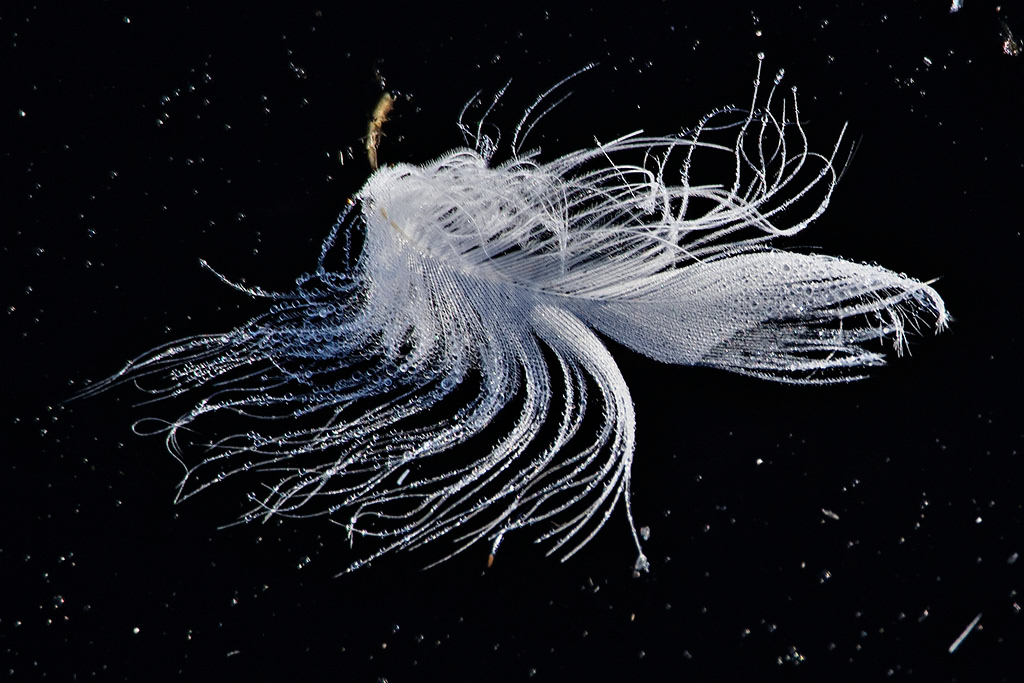 _9208823croofm.jpg