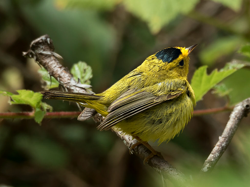 _A002015-16croofm.jpg