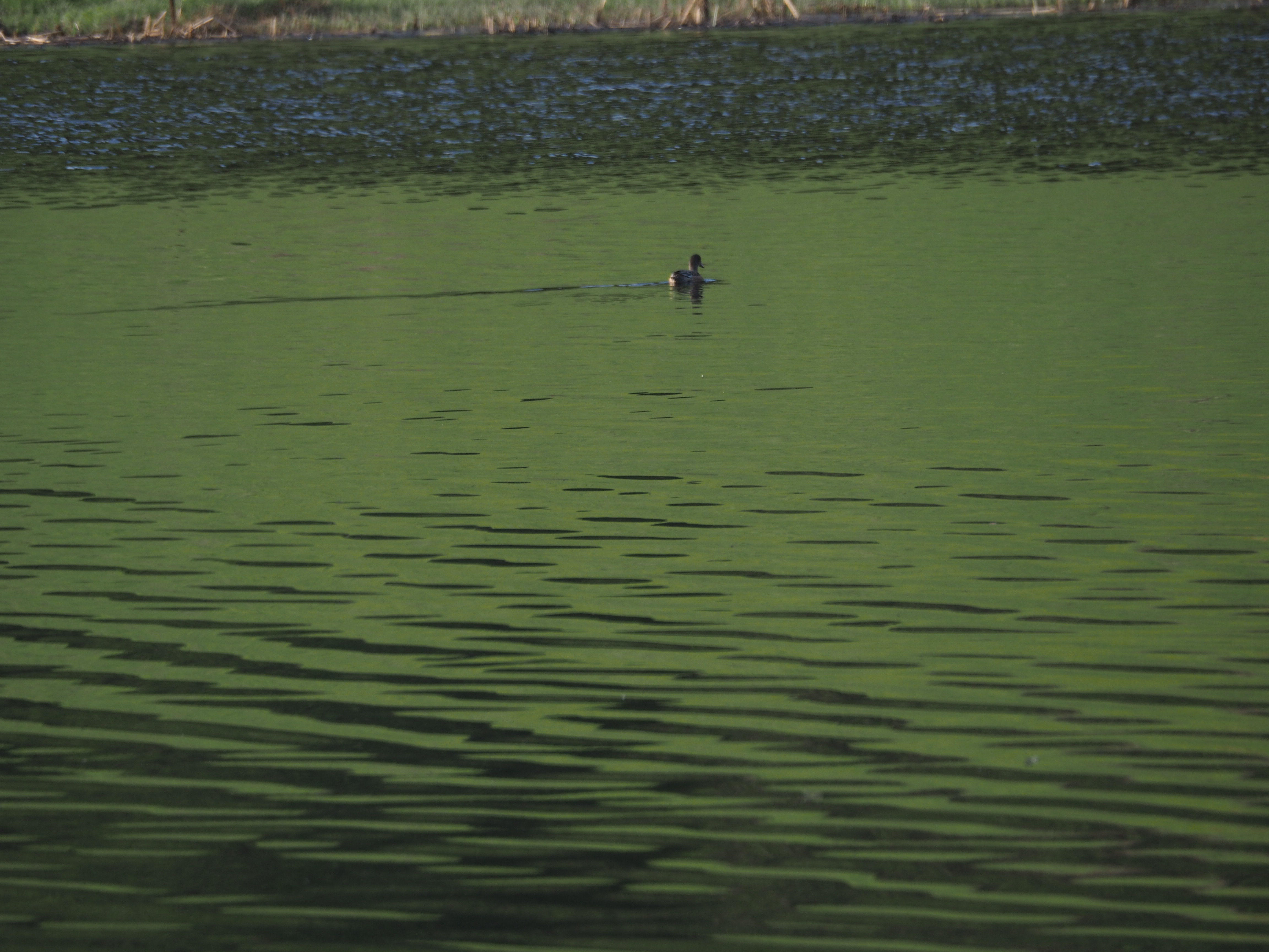 _A004162.jpg