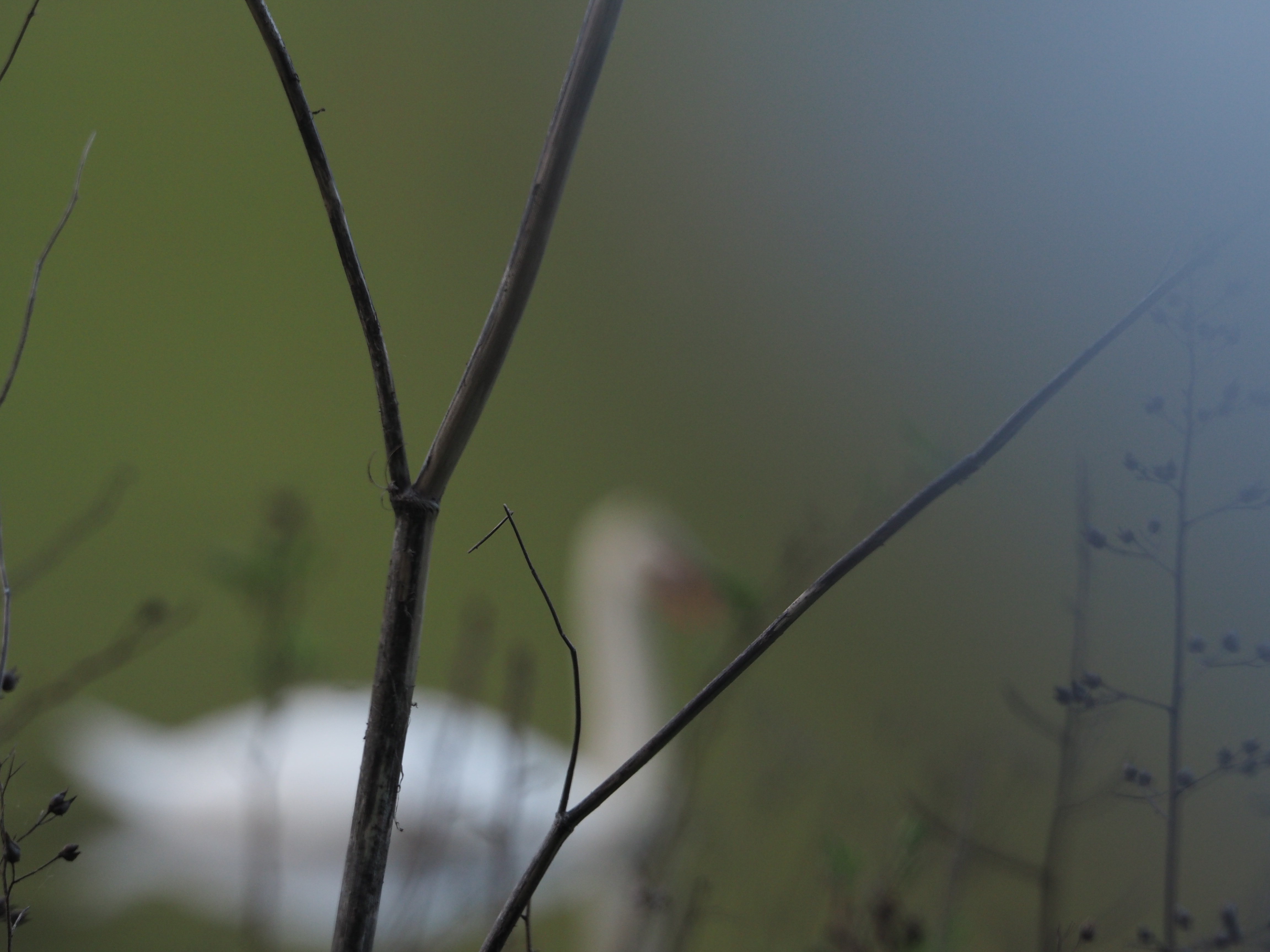 _A004170.jpg