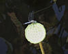 Sample image from gallery