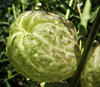 DSCF0112